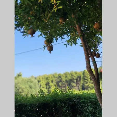 Stone Mezonete 5min From The Golden Xenia Holiday home Paliouri